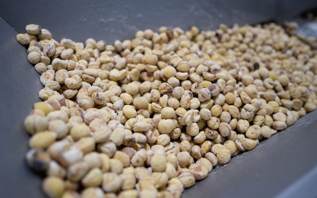 Campanha da Castanha está a começar!